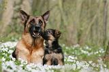 BERGER ALLEMAND 1060